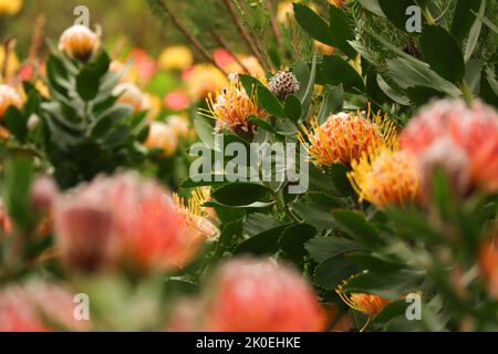 Les protees à coussinet en pleine floraison au printemps. Jardins botaniques nationaux de Kirstenbosch au Cap en Afrique du Sud Banque D'Images