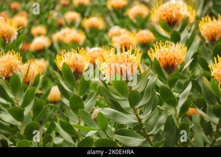 Les protees à coussinet en pleine floraison au printemps. Jardins botaniques nationaux de Kirstenbosch au Cap en Afrique du Sud Banque D'Images