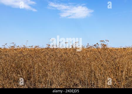 champ brun de plantes de coriandre mûres et ciel bleu sur le fond Banque D'Images