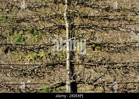 Espalier entraîné poire en hiver - John Gollop Banque D'Images