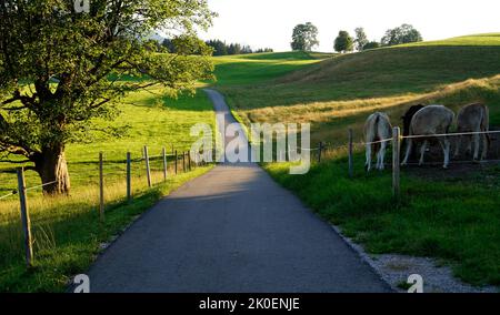 Une route menant à travers les prairies verdoyantes de la vallée alpine dans la région d'Allgau, la Bavière avec les Alpes en arrière-plan (Nesselwang, Allemagne) Banque D'Images