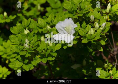 Une azalée de couleur blanche en pleine floraison à la fin du printemps dans un jardin de vignoble de martha. Banque D'Images