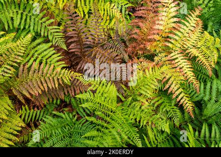 Fougère commune, Pteridium aquilinum. Banque D'Images