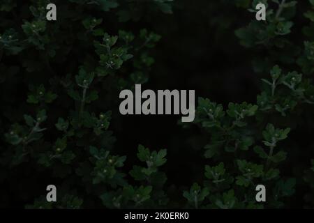 Flou artistique sur les feuilles de hrysanthemum. Jeunes pousses avec des feuilles sans fleurs Chrysanthemum. Cadre vert foncé. Toile de fond à motif floral noir. Hors foc Banque D'Images