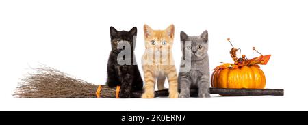 3 chatons de chat Shorthair bleu mignon, debout sur les côtés avec des décorations d'Halloween. En regardant vers l'appareil photo. Isolé sur un fond blanc. Banque D'Images