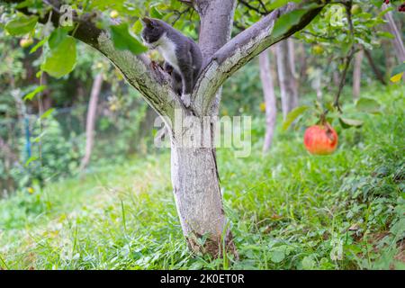 Un petit chat gris assis sur les branches du pommier Banque D'Images