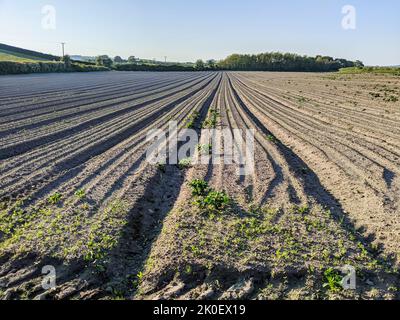 Des sillons dans un champ récemment labouré qui ont été mis à la terre pour la culture des pommes de terre. Banque D'Images
