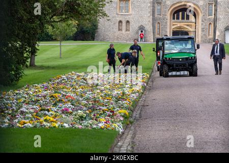 Windsor, Berkshire, Royaume-Uni. 11st septembre 2022. Les jardiniers du domaine de la Couronne ont posé les fleurs laissées par les amateurs de garrot sur les pelouses à l'intérieur du château de Windsor aujourd'hui par la longue promenade. Crédit : Maureen McLean/Alay Live News Banque D'Images