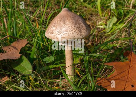 Macrolepiota procera, le champignon du parasol Banque D'Images