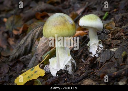 Amanita phalloïdes toxique ang dangereux champignon, communément connu sous le nom de la calotte de mort Banque D'Images