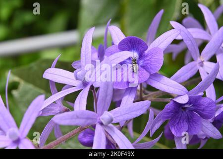 Un insecte de l'abeille pollinisée perçant sur une fleur de couronne pourpre (Petrea Volubilis) pour recueillir le nectar Banque D'Images