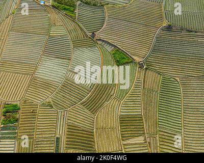 Nanning, Nanning, Chine. 8th septembre 2022. Sur 7 septembre 2022, dans la ville de Nanning, dans la région autonome de Guangxi Zhuang, des photographies aériennes des vastes champs du village de Nazhang, dans le district de Tang, dans le district de Xixiang, ont vu des morceaux de terres agricoles d'automne sillonnant les vastes terres, tout comme un croquis au crayon. Les agriculteurs sont occupés dans les champs, montrant une bonne scène de plantation d'automne. (Image de crédit : © SIPA Asia via ZUMA Press Wire) Banque D'Images