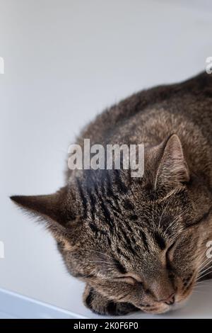 Gros plan d'un chat endormi sur fond blanc. Photo verticale Banque D'Images