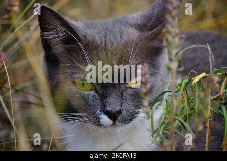 Portrait de chat en gris et blanc de couleur assise au milieu de l'herbe haute Banque D'Images