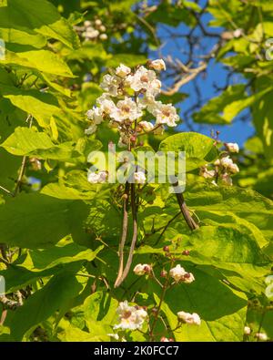 Fleurs et graines de l'Indian Bean Tree (Catalpa bignonioides) dans le vieux cimetière de Southampton, dans le Hampshire, en Angleterre Banque D'Images