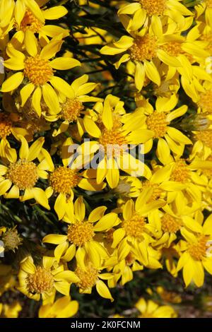 Le racémose à fleurs jaunes irradie les inflorescences de la tête de l'Ericameria linearifolia, Asteraceae, originaire des montagnes de Little San Bernardino, Spring. Banque D'Images