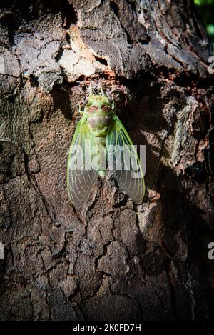 Cicada froits chrysalides fraîchement nés Banque D'Images