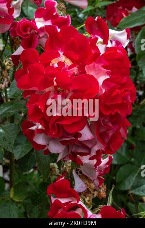 Fleurs de la Floribunda Rose de 'Topsy Turvy' Banque D'Images