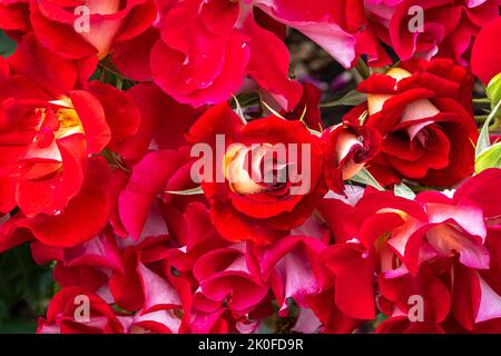 Fleurs de la Floribunda Rose de 'Topsy Turvy' Banque D'Images