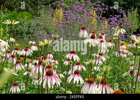 Echinacea pallida, fleur conique, en fleur. Banque D'Images