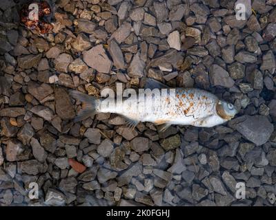 Contamination dangereuse des réservoirs. La mort du poisson dans l'étang en raison de la pollution de l'eau. Le poisson meurt dans l'eau sale, lavé des déchets industriels. Banque D'Images