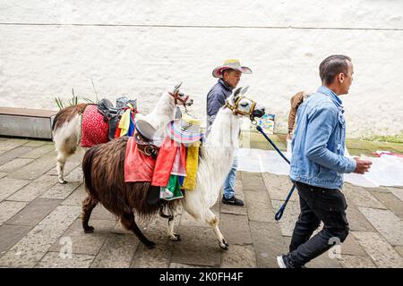 Bogota Colombie, la Candelaria Centro Historico centre historique centre-ville centre, homme hommes, Calle 10 attraction lamas lamas animaux so Banque D'Images