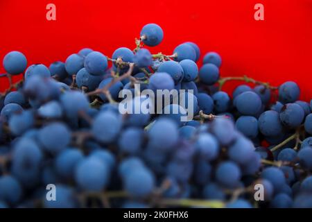 Flou artistique du raisin bleu sur fond rouge. Vin rouge raisin fond flou. Vignoble. Gros plan. Hors foyer. Banque D'Images