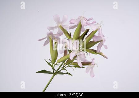 Fleurs de Saponaria officinalis isolées sur fond blanc Banque D'Images