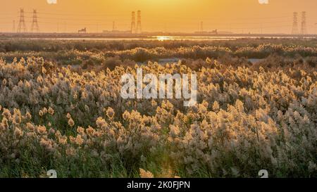 L'herbe de Pampas a grandi à l'étang d'abu nakla au qatar. Banque D'Images