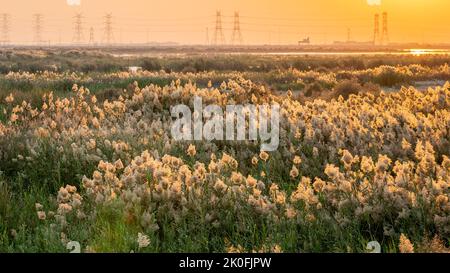 L'herbe de Pampas a grandi à l'étang d'abu nakla au qatar. Banque D'Images