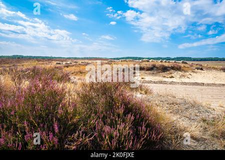 Troupeau de moutons dans le paysage de bruyère en pleine floraison du Ginkelse Heide sur le Veluwe, pays-Bas Banque D'Images