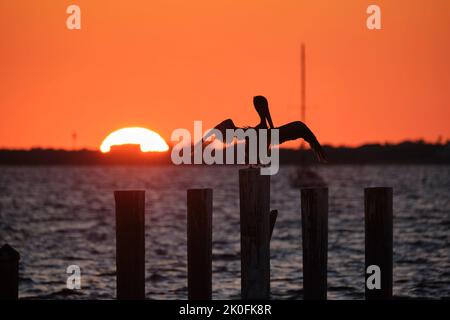 Silhuette d'oiseau pélican solitaire avec des ailes étalées sur le poteau de clôture en bois supérieur contre le ciel de coucher de soleil orange vif sur l'eau du lac et le grand soleil couchant. Banque D'Images