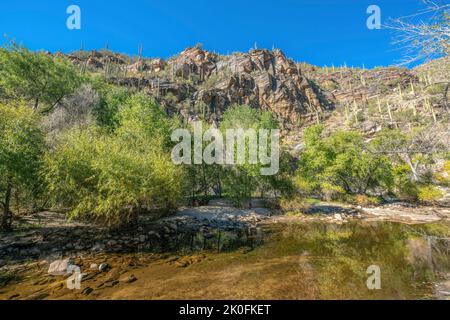 Crique près des arbres et des montagnes rocheuses avec des cactus saguaro au parc national de Sabino Canyon - Tucson, Arizona. Il y a une eau claire à l'avant près des arbres. Banque D'Images