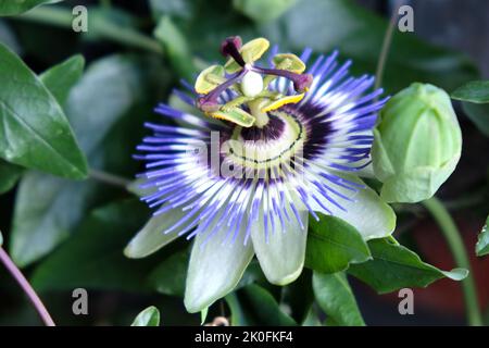 Passiflora Caerulea, fleur bleue de la passion, en fleur. Banque D'Images