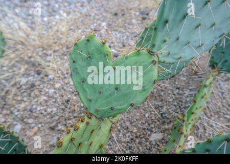 Cactus en forme de coeur dans le parc national de Sabino Canyon - Tucson, Arizona. Vue rapprochée d'un cactus en forme de cœur depuis le dessus du sol. Banque D'Images