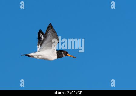 Oystercatcher volant contre le ciel bleu Banque D'Images