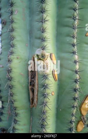 Gros plan du cactus saguaro avec partie pourrie et taches jaunes dans le parc national de Sabino Canyon - Tucson, Arizona. Partie d'un cactus saguaro avec des patchs jaunes. Banque D'Images