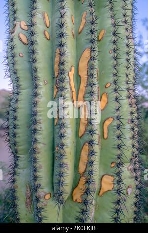 Taches jaunes sur un cactus saguaro fermé au parc national de Sabino Canyon - Tucson, Arizona. Cactus en gros plan avec parties jaunes pourries. Banque D'Images