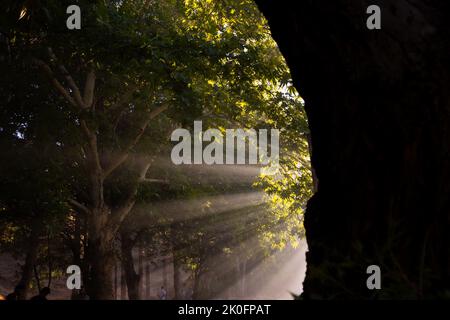 Rayons de soleil dans la forêt brumeux au coucher du soleil. Photo d'arrière-plan de la nature. Rayons du soleil ou soleil ou lumière du soleil à travers la brume dans la forêt. Banque D'Images