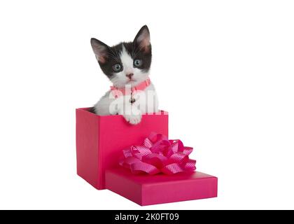 Un chaton noir et blanc portant un collier rose avec une cloche assis dans une boîte rose à côté du couvercle avec un noeud, regardant le spectateur. Isolé sur blanc. P Banque D'Images