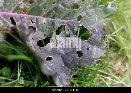 Gros plan des trous faits par Cabbage White Caterpillar dégâts aux feuilles de Brassica (Kale). Banque D'Images
