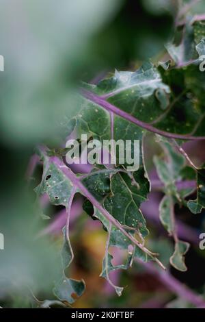 Gros plan des trous faits par Cabbage White Caterpillar dégâts aux feuilles de Brassica (Kale). Banque D'Images