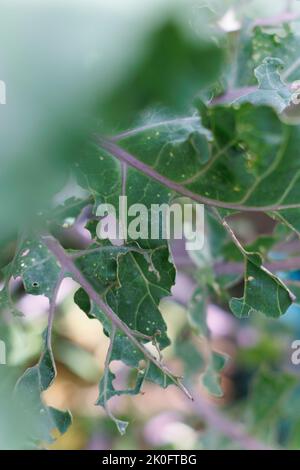 Gros plan des trous faits par Cabbage White Caterpillar dégâts aux feuilles de Brassica (Kale). Banque D'Images