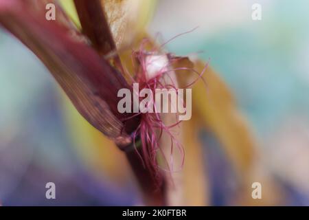 Résumé/ image arty du maïs / Sweetcorn / Zea mays poussant dans le jardin britannique. Les glands de fleur femelles qui deviendront l'épi de maïs sucré. Banque D'Images