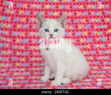 Adorable chaton Siamois mélange portant un col rose avec une cloche, assis sur une couverture rose avec le mot AMOUR écrit tout au long de lui. En regardant directement v Banque D'Images