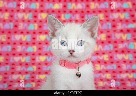 Portrait d'un adorable chaton Siamois assorti portant un col rose avec une cloche avec une couverture rose avec le mot AMOUR écrit tout au long de lui dans le backgroun Banque D'Images