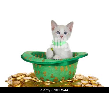 Chaton siamois blanc à col vert assis dans un chapeau fedora vert sur le thème de la Saint Patrick avec des trèfle de quatre feuilles dorées assis sur pi Banque D'Images