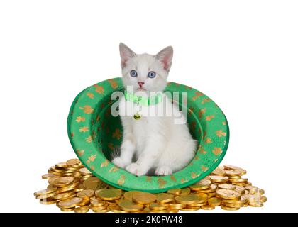 Chaton siamois blanc à col vert assis dans un chapeau fedora vert sur le thème de la Saint Patrick avec des trèfle de quatre feuilles dorées assis sur pi Banque D'Images