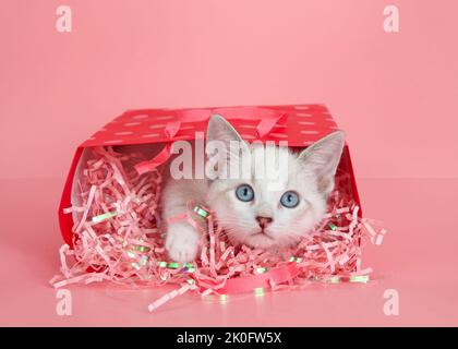 Chaton Siamois assorti portant un col rose, dans un sac cadeau rouge et rose avec rubans confettis roses sur fond rose. Banque D'Images