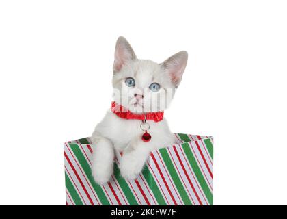 Gros plan d'un chaton Siamois Mix portant un col rouge avec un clocher sorti d'une boîte cadeau de vacances à rayures rouges et blanches vertes, regardant le spectateur. Isola Banque D'Images